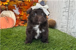 Bristol - Havanese for sale