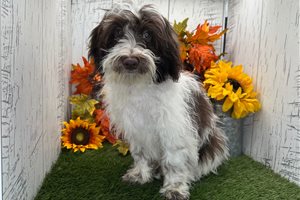Tommy - Havanese for sale