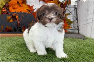 Evelyn - puppy for sale
