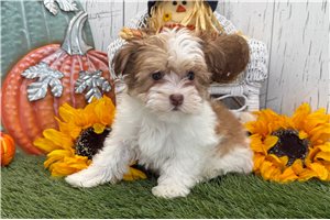 Amelia - puppy for sale