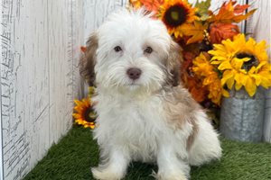 Hamish - Havanese for sale