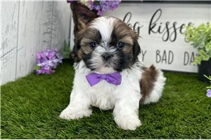 Gage - puppy for sale