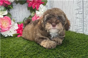 Henry - Havanese for sale