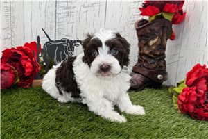 Caleb - Havanese for sale