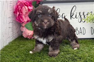 Elias - Havanese for sale