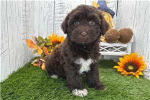 Rick - Havanese for sale