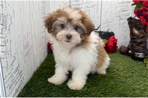 Pudding - Havanese for sale