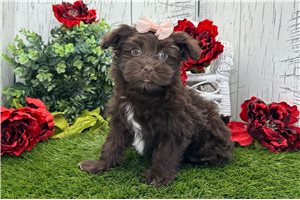 Grace - Havanese for sale