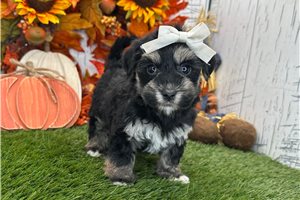 Everly - Havanese for sale