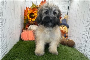 Colton - Havanese for sale