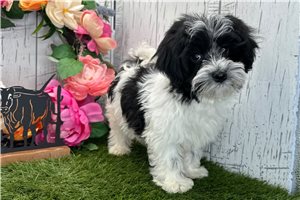 Vern - Havanese for sale