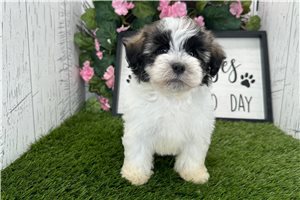 Hailey - Havanese for sale