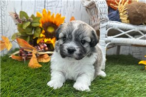 Flower - puppy for sale