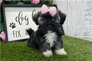 Sloane - Havanese for sale