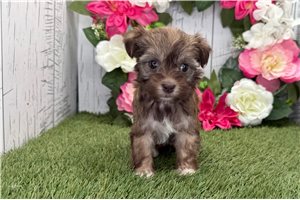 Marlena - Havanese for sale