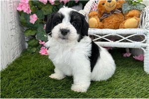 Zeus - Havanese for sale