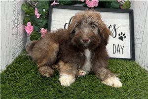 Stanley - Havanese for sale