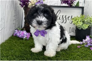Draco - Havanese for sale