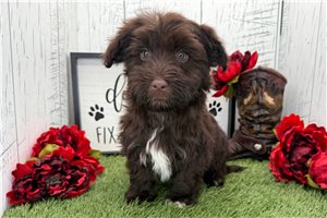 Gerardo - Havanese for sale