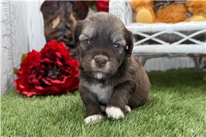 Sarah - Havanese for sale