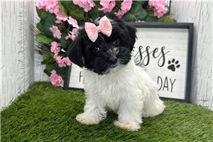Connie - Havanese for sale