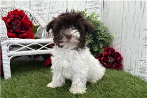Holly - puppy for sale