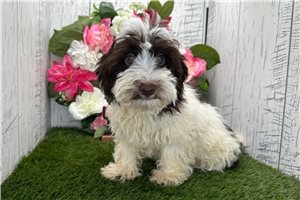 Caleb - Havanese for sale