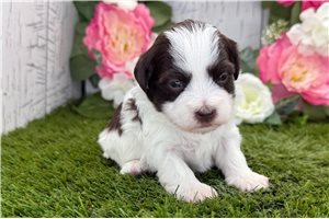 Kash - puppy for sale