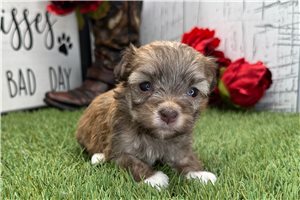Melinda - puppy for sale