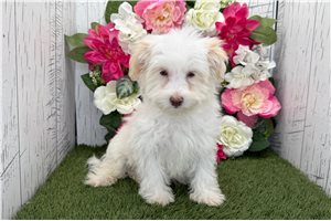 Jeremiah - Havanese for sale