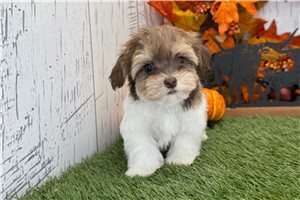 Andrew - puppy for sale