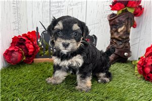Annette - Havanese for sale