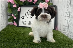 Tiffy - Havanese for sale