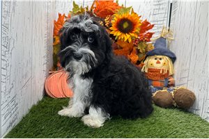 Conner - Havanese for sale