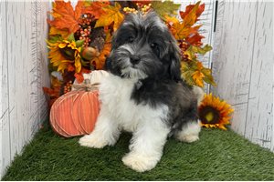 Axel - Havanese for sale