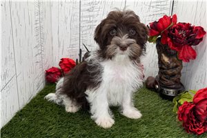 Christopher - Havanese for sale