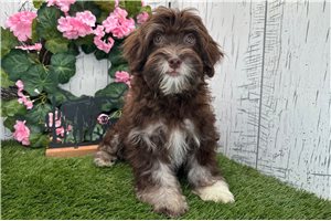 Drake - Havanese for sale