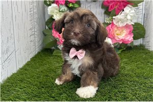 Kyrie - Havanese for sale