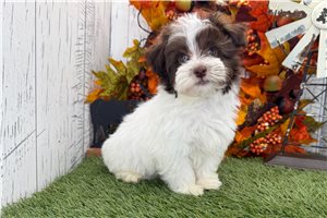 Levi - puppy for sale