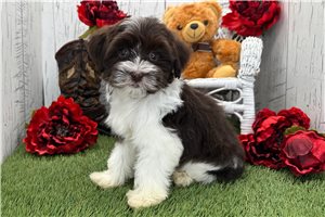 Nyla - puppy for sale