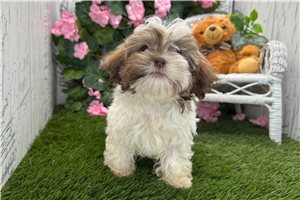 Frankie - Havanese for sale