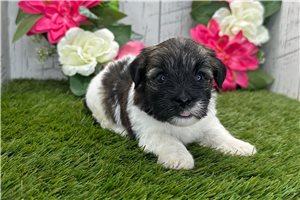 Samuel - Havanese for sale