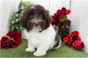 Karter - Havanese for sale