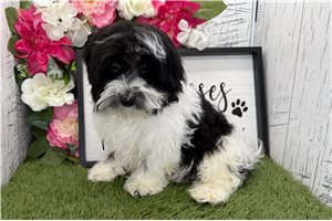 Vern - Havanese for sale