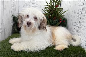Kendra - Havanese for sale