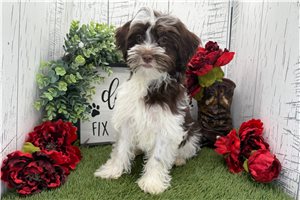 Ethan - Havanese for sale