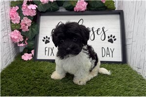 Cash - Havanese for sale