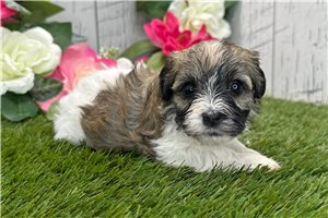 Sandra - puppy for sale