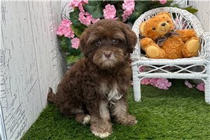 Cedar - Havanese for sale