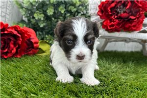 Camila - puppy for sale